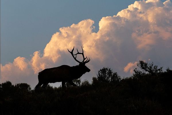 Jones, Adam 아티스트의 Bull elk or wapiti silhouetted on ridge at sunrise-Yellowstone National Park-Wyoming작품입니다.